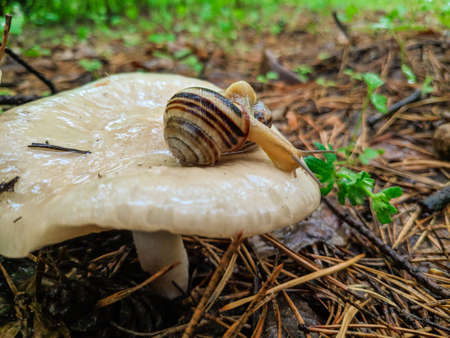 beautiful little nails. Black snail close-up, little snail, snail on green grass. Beautiful spiral snail shells, one in the background, one blurred in the front.の写真素材