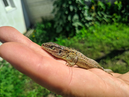 green lizard in hand. green lizard in the child's hand close-up, green lizard. Green lizard in the hands of a child. Lizard on hand, small green lacerta agilis sitting on a child's hand.の写真素材