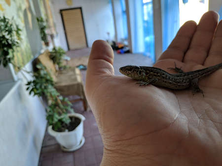 green lizard in hand. green lizard in the child's hand close-up, green lizard. Green lizard in the hands of a child. Lizard on hand, small green lacerta agilis sitting on a child's hand.の写真素材