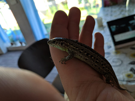 green lizard in hand. green lizard in the child's hand close-up, green lizard. Green lizard in the hands of a child. Lizard on hand, small green lacerta agilis sitting on a child's hand.の写真素材