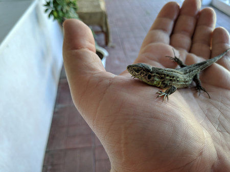 green lizard in hand. green lizard in the child's hand close-up, green lizard. Green lizard in the hands of a child. Lizard on hand, small green lacerta agilis sitting on a child's hand.の写真素材