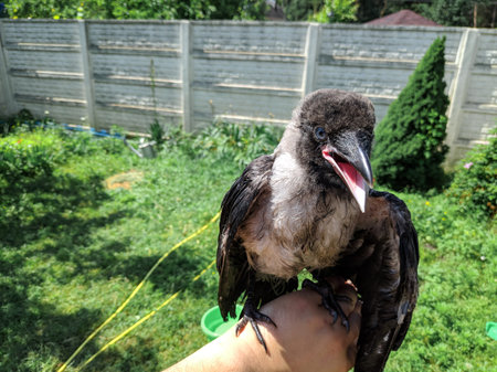 crow on the tree. crow in hand. crow chick. people are holding in their hands a cry forty