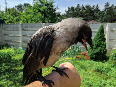 crow on the tree. crow in hand. crow chick. people are holding in their hands a cry forty