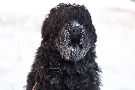 black terrier. russian black terrier. big dog. black shaggy dog. big dog nose. muzzle and fangs of a dog.の写真素材
