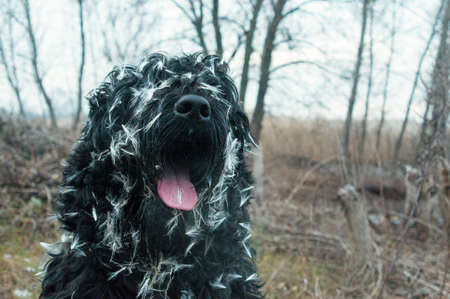 black terrier. russian black terrier. big dog. black shaggy dog. big dog nose. muzzle and fangs of a dog.の写真素材