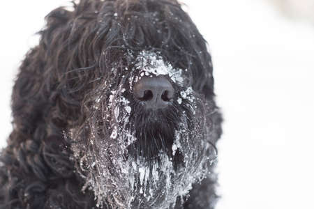 black terrier. russian black terrier. big dog. black shaggy dog. big dog nose. muzzle and fangs of a dog.の写真素材