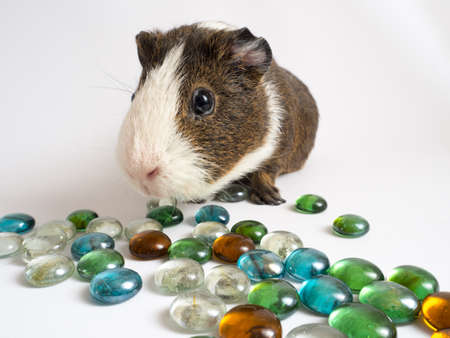Guinea pig. Portrait of red guinea pig. close up. Three Guinea pigs, carvia porcellus, isolated on white. Curious guinea pig on white background, guinea pig cute portrait.の写真素材