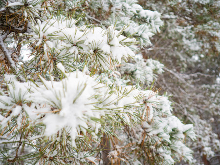 forest landscape. winter forest. trees in the snow. pine forest in winter. a lot of white snow in...