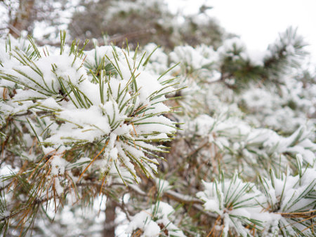 forest landscape. winter forest. trees in the snow. pine forest in winter. a lot of white snow in...