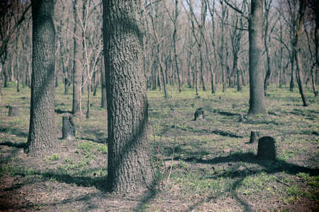 forest landscape. old forest. trees against the sky. natural landscape. sunset dawn in the forest. sun rays through the trees. tree branches.の写真素材