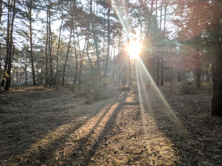 forest landscape. old forest. trees against the sky. natural landscape. sunset dawn in the forest. sun rays through the trees. tree branches.の写真素材