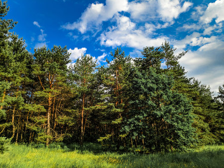 forest landscape. old forest. trees against the sky. natural landscape. sunset dawn in the forest....