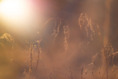 grass in the sun. Grass in the sunlight (macro with blur). sunset and grass. Warm autumn background with colorful bright meadow during the sunset.の写真素材