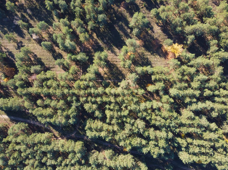 Forest view. drone landscape. Ukraine. Beautiful landscape from above.