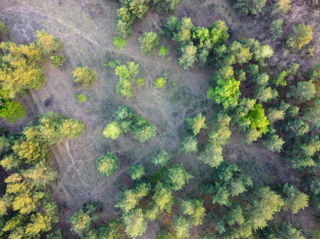 Forest view. drone landscape. Ukraine. Beautiful landscape from above.