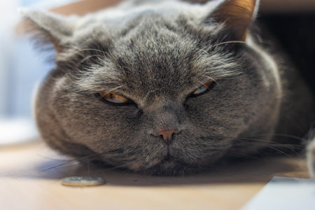 gray cat is sleeping. british cat breed cat muzzle. big cat eyes. Lazy british short hair cat sleeps...
