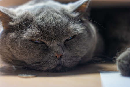 gray cat is sleeping. british cat breed cat muzzle. big cat eyes. Lazy british short hair cat sleeps on the couch.の写真素材