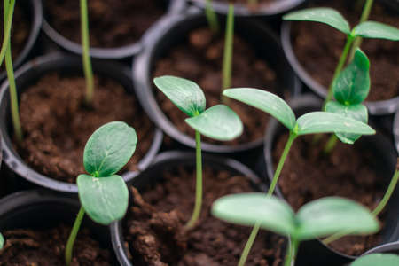 young green shoots. the first sprouts of grass. seedling. first leaves. cucumber seedlings. green long stems. Seedlings growing in plastic cups at home in the kitchen. Solanum lycopersicumの写真素材