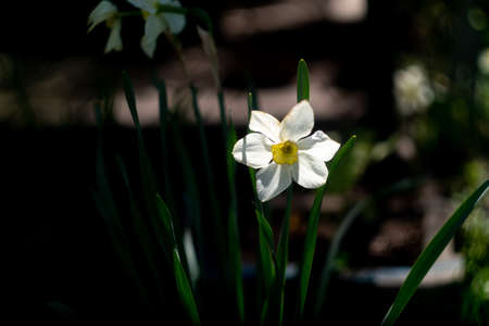 daffodil flowers. big daffodils. white beautiful flowers. spring early flowers. white petals.の写真素材