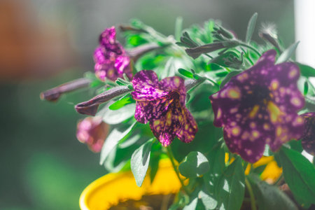 purple petunias. Purple Petunia - Surfinia Flowers with White speckles Looking like a Galaxy in the...