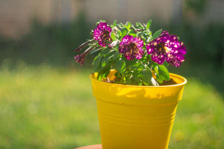 purple petunias. Purple Petunia - Surfinia Flowers with White speckles Looking like a Galaxy in the garden. Petunia plant with lilac flowers. Close up Petunia flowers. Purple Petunia flowersの写真素材