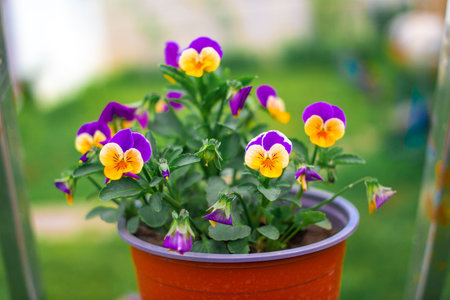 pansy flowers. colorful pansy flowers in a garden on a green background. mixed highlights in the...