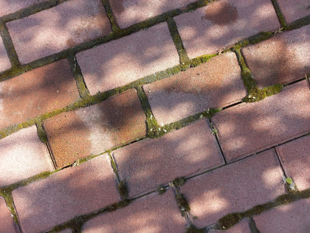 brick wall texture. moss and brick. red brick and sun