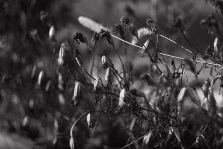 dry grass. dried flowers. grass and flowers in winter. black and white. blurred background.の写真素材