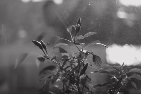 plant on the windowsill. flower on the window. pepper in a pot. black and white.の写真素材