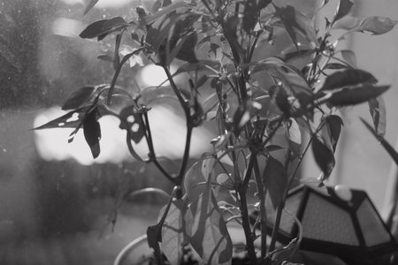 plant on the windowsill. flower on the window. pepper in a pot. black and white.の写真素材