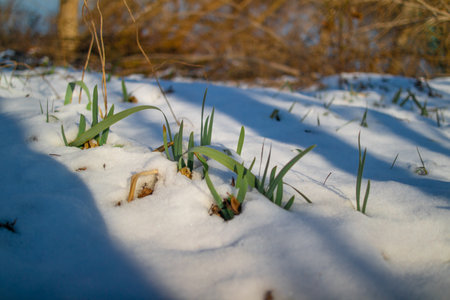 first stalks of grass in spring. grass from under the snow. spring. thaw. snow is melting. grass and snow.の写真素材