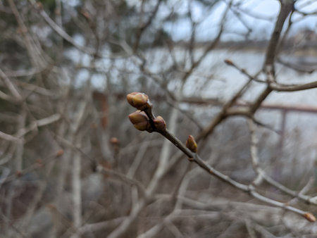 first buds on trees in spring. Slow motion handheld shot of first buds on a tree.の写真素材
