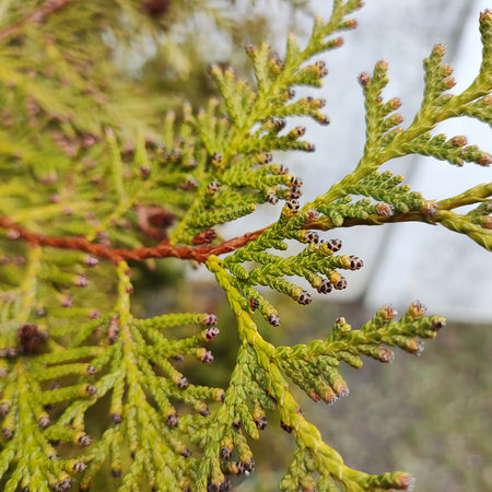Thuja occidentalis, northern white cedar, eastern white cedar, or arborvitae, is evergreen...