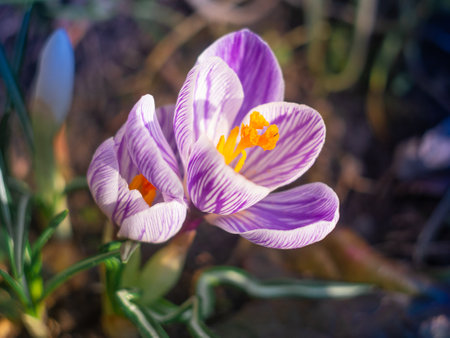 crocus. violet flowers of crocuses waved in the wind. Light blue color Crocuses flower in a garden. bouquet of crocus flowers. spring flowers.の写真素材