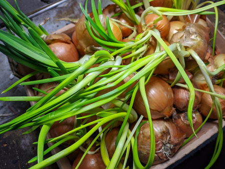 onion. onion in hand. green onion stalks. Growing vitamins in the country.の写真素材