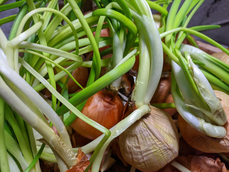 onion. onion in hand. green onion stalks. Growing vitamins in the country.の写真素材
