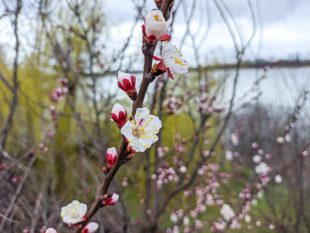 flowers on branches. trees bloom in spring. cherry blossom concept. Japanese sakura. Hanami.Spring season scene with pink blossom. spring flowers.の写真素材
