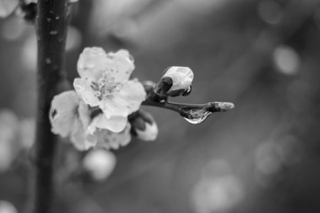flowers on branches. trees bloom in spring. cherry blossom concept. Japanese sakura. Hanami.Spring season scene with pink blossom. spring flowers.の写真素材
