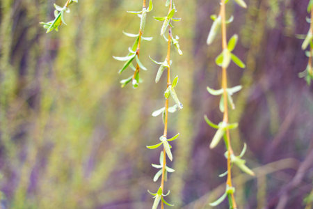 willow branches. Fresh green willow branches swaying in breeze on bokeh lake background. Leaves of willow trees on sunny blue sky background. Willow leaves moving on wind and the sun flashing through.の写真素材