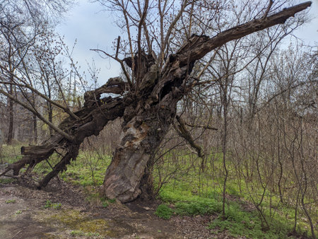 very old big tree. broken tree. fallen branches. dry wood. old park.