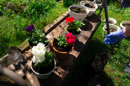 petunias in pots. planting petunias. spring works in garden: female woman planting petunia flower into balcony pot outdoors green grass warm sunny day outside.new plant growing petunia flowers outside.の写真素材