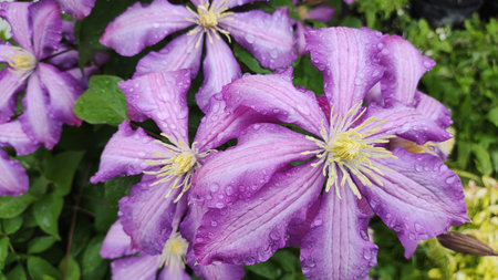 clematis flowers. Purple purple clematis. Hanging flowers. Large clematis flowers are dark purple. Pink and lilac color Clematis Melody flowersの写真素材