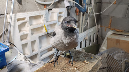 crow chick. Adult crow chicks wait for food with open beaks from their parents. Wildlife, birds on the tree. crow in hand. house crow. concept of animal care. rearing city helpless birds.の写真素材