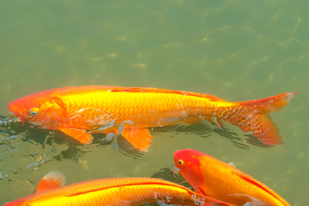 golden carps. fish in the water. image created by artificial intelligence. neural networks.の素材