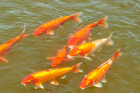 golden carps. fish in the water. image created by artificial intelligence. neural networks.の素材