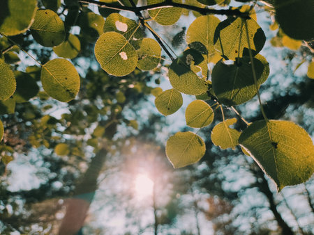 sun and shadow on the leaves. leaves in the wind. sun rays through the leaves. Nature background with silhouette of foliage - slow motion, close up. Sun shining through. Abstract slow motion shotの写真素材
