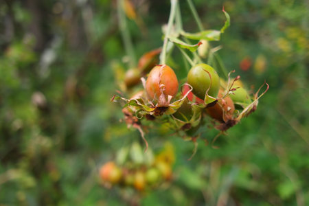 rosehip berries. A large red rose hip shrub, shot with focus translation. autumn berries. Orange red large rosehip berries on a yellow bush close up. nature wallpaper.の写真素材