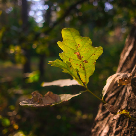 autumn leaves in the sun. leaf texture. Beautiful autumn landscape with yellow trees and sun,...