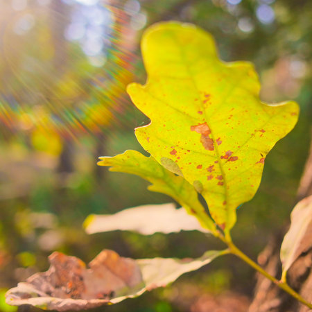 autumn leaves in the sun. leaf texture. Beautiful autumn landscape with yellow trees and sun, Colorful foliage in park, Falling leaves natural background, autumn leaf background,の写真素材