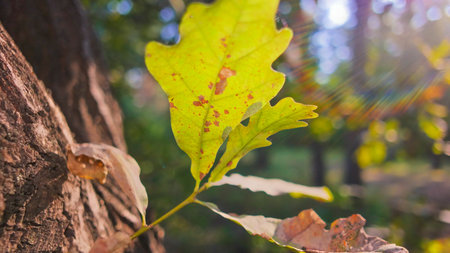 autumn leaves in the sun. leaf texture. Beautiful autumn landscape with yellow trees and sun, Colorful foliage in park, Falling leaves natural background, autumn leaf background,の写真素材